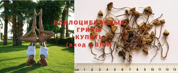 ПСИЛОЦИБИНОВЫЕ ГРИБЫ Армянск